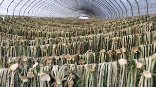 driedradishgreens，萝卜，绿色，萝卜绿色，农业，农场，农业，韩国农场