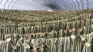 driedradishgreens，萝卜，绿色，萝卜绿色，农业，农场，农业，韩国农场