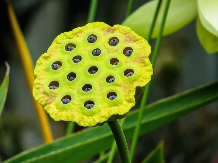 黄花，自然，植物，莲花，种子，莲花，种子，莲花，池塘