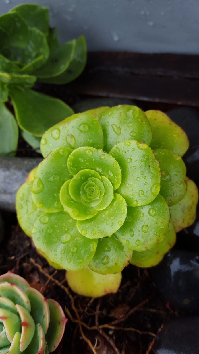 肉质，植物，露水，花园，自然，装饰，植物学，装饰