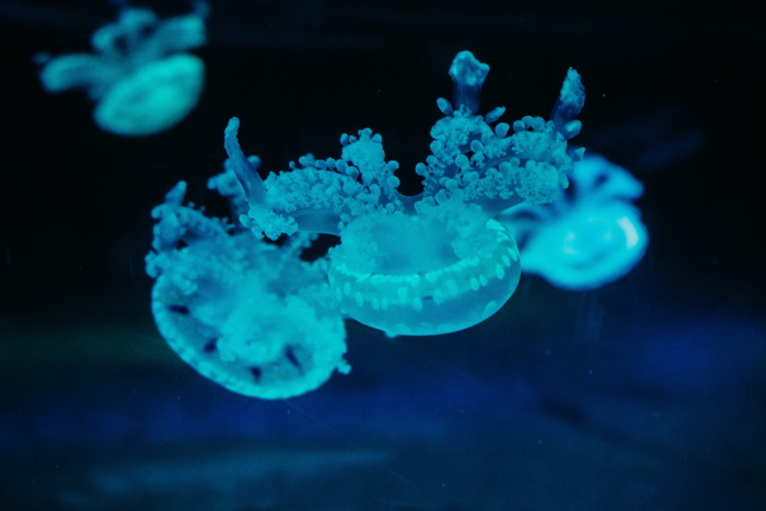 蓝色水母