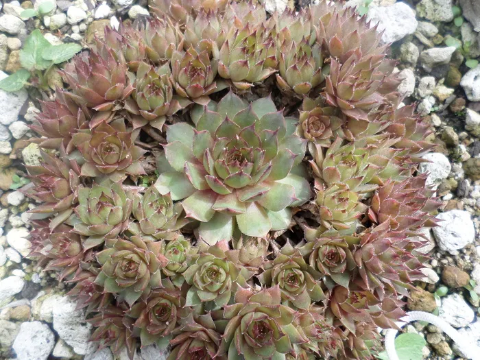 虎爪，植物，肉质植物，植物，生长，花朵，开花植物，美丽的大自然