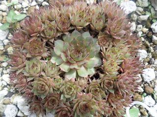 虎爪，植物，肉质植物，植物，生长，花朵，开花植物，美丽的大自然