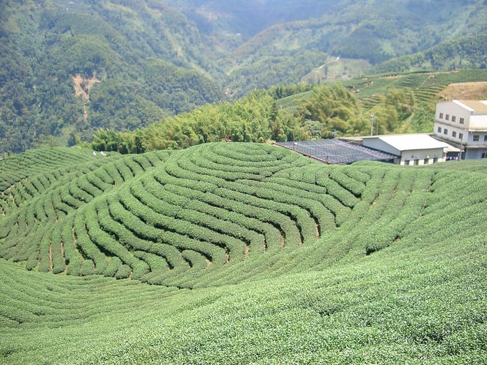 茶园、茶园、茶园、茶园、土地、农田、农业、植物、生长