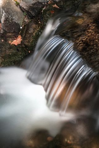 自然、户外、河流、水、瀑布、jevremovac植物园、鸟类、动物