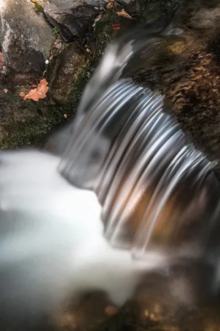 自然、户外、河流、水、瀑布、jevremovac植物园、鸟类、动物