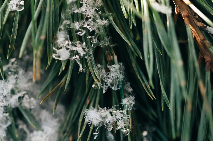 绿色、植物、雪花、冰、冰冻、植物、自然、特写