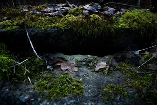 自然，苔藓，绿色，水泥，失去，结构，叶子，叶子