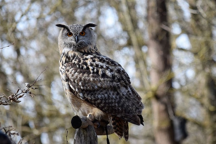 猫头鹰，棕色，大，头，看，坐，木头，动物主题