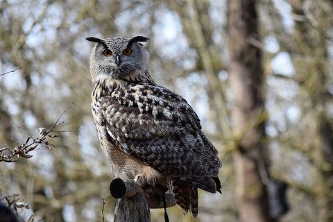 猫头鹰，棕色，大，头，看，坐，木头，动物主题