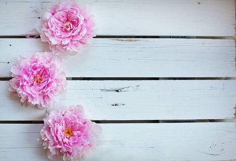 三，粉色，花瓣花，牡丹，花，背景，背景，春天