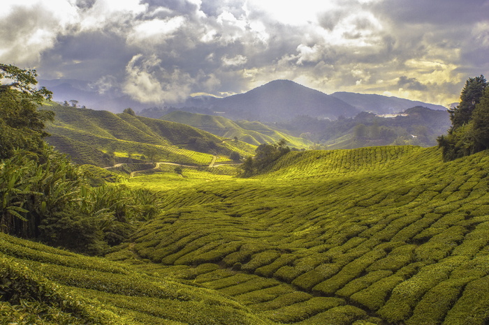鸟瞰，风景，草地，自然，景观，绿色，草地，草地