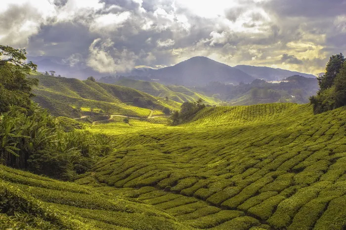鸟瞰，风景，草地，自然，景观，绿色，草地，草地