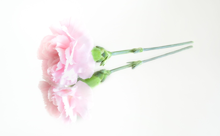 粉色，花朵，倒影，自然，花朵，花瓣，花朵，粉色花朵