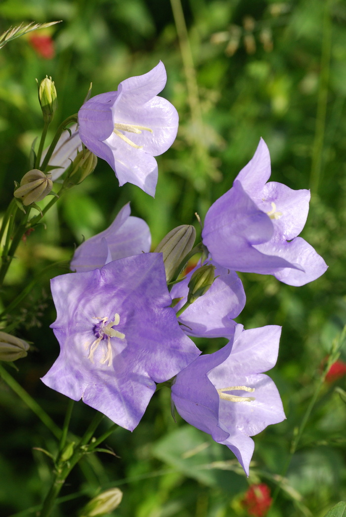风铃草，铃铛花，蓝色花，坎特伯雷铃铛，蓝色铃铛花，开花植物，花，植物