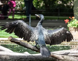 鸬鹚, 鸟, 羽毛, 性质, 动物, 脊椎动物, 动物主题, 野生动物