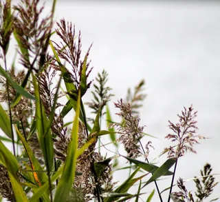 Siv，天然，水，湖泊，植物，水生植物，丹麦，夏季