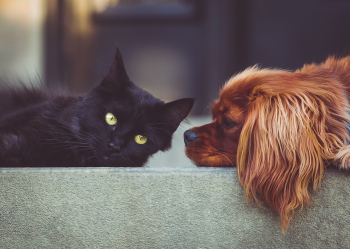 照片，孟买猫，骑士，国王查尔斯猎犬，狗，猫，宠物，动物