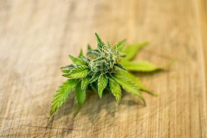 绿色, 大麻, 棕色, 纺织, 叶, 自然, 植物区系, 桌面