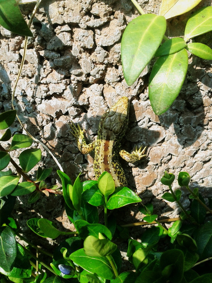 沙蜥蜴，蜥蜴，绿色，棕色，雄性，自然，动物，夏季