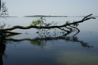 漆、反射、水、自然、天空、树木、宁静、植物