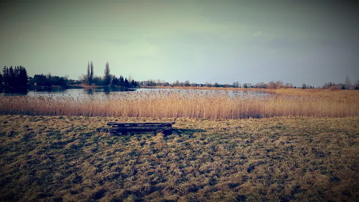 湖边的棕色草地