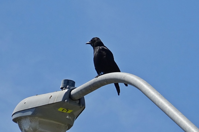 美国乌鸦, Corvus brachyrhynchos, 雀形目, 鸟, 美国, 杂食动物, 乌鸦