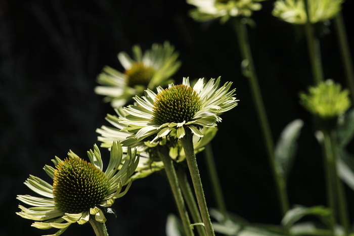 半透明sonnenhut、紫锥菊、野花、紫锥菊、特写、复合材料、药用植物、花园