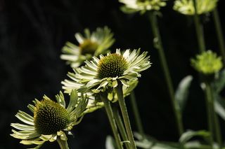 半透明sonnenhut、紫锥菊、野花、紫锥菊、特写、复合材料、药用植物、花园