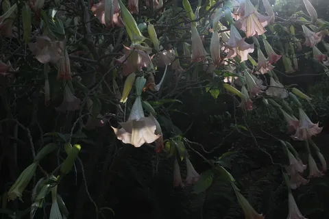 葡萄牙,辛特拉,皇家金塔,生长,植物,自然之美,自然,特写 葡萄牙,辛特拉,皇家金塔,生长,植物,自然之美,自然,特写