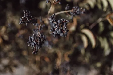 自然，食物，食物和饮料，健康饮食，水果，浆果，特写，植物