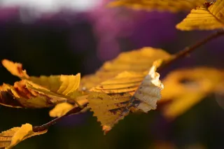 树，叶，叶，树，颜色，颜色，色彩，色彩