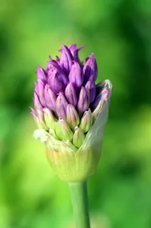 韭菜、观赏洋葱、花朵、开花、花朵、大葱、紫色、紫色 韭菜、观赏洋葱、花朵、开花、花朵、大葱、紫色、紫色