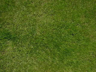 顶部，查看照片，绿色，草皮，草坪，草地，自然，户外