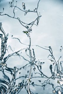 水，倒影，镜像，蓝色，云天，树，没有人，植物