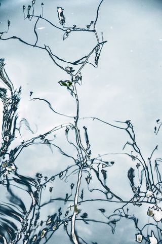 水，倒影，镜像，蓝色，云天，树，没有人，植物