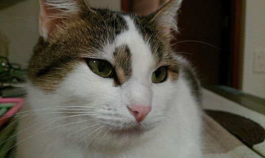 猫，宠物，懒惰，可爱，猫，家畜，家猫，宠物