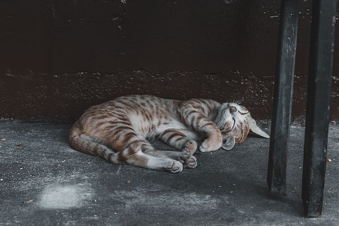 橙色虎斑猫，老虎，动物，哺乳动物，野生动物，猫，泰国，波德加曼谷派对酒店