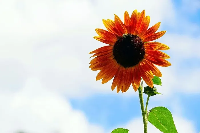 一年生向日葵是吸引蜜蜂的植物之一。