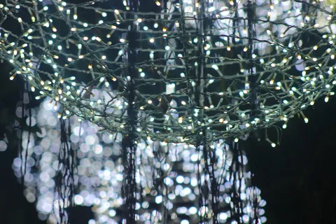 越南，胡志明市，装饰，树，无人，悬挂，特写，植物