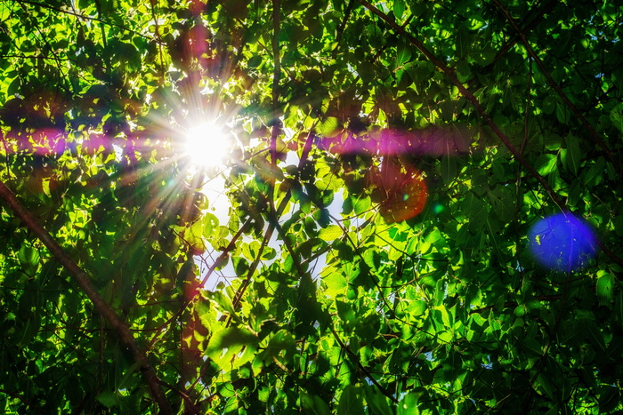 树叶、美学、树木、太阳、阳光、突破、成功、植物