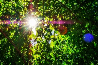 树叶、美学、树木、太阳、阳光、突破、成功、植物