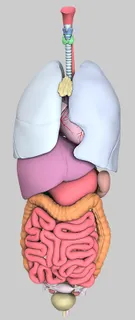 解剖学、器官、模型、3d、计算机图形学、渲染、生物学、室内