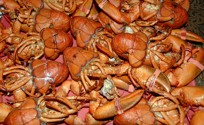 龙虾、熟的、食物、海鲜、贝类、美食、红色、甲壳动物
