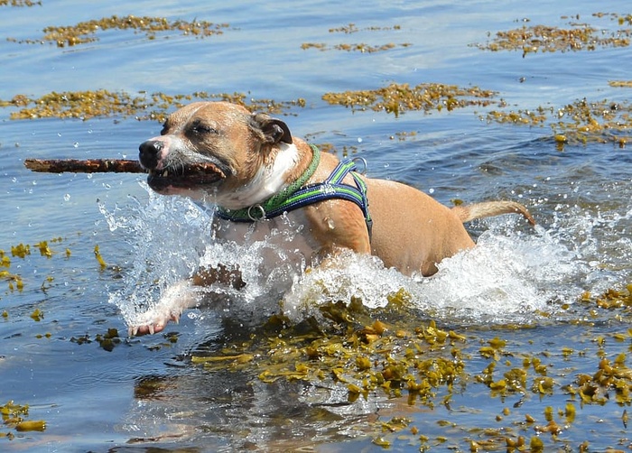 狗，阿姆斯塔夫，斗牛犬，美国斯塔福德郡，水，波罗的海，海水，海藻