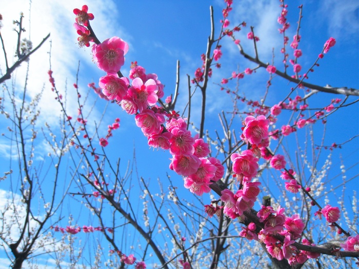 桃子，粉色，桃花，索加李，小田，蓝天，蓝色，白色