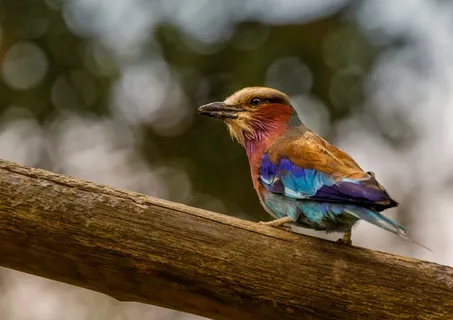 鸟，自然，动物群，色彩，华丽，动物主题，动物