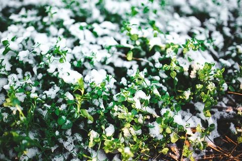 雪树特写 雪树特写