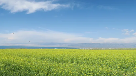 青海湖,油菜,天空,风景,自然之美,风景-自然,田野,土地 青海湖,油菜,天空,风景,自然之美,风景-自然,田野,土地