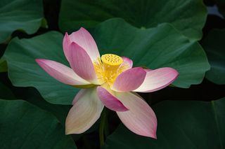 睡莲，莲花，开花，开花，水生植物，花，开花植物，花瓣